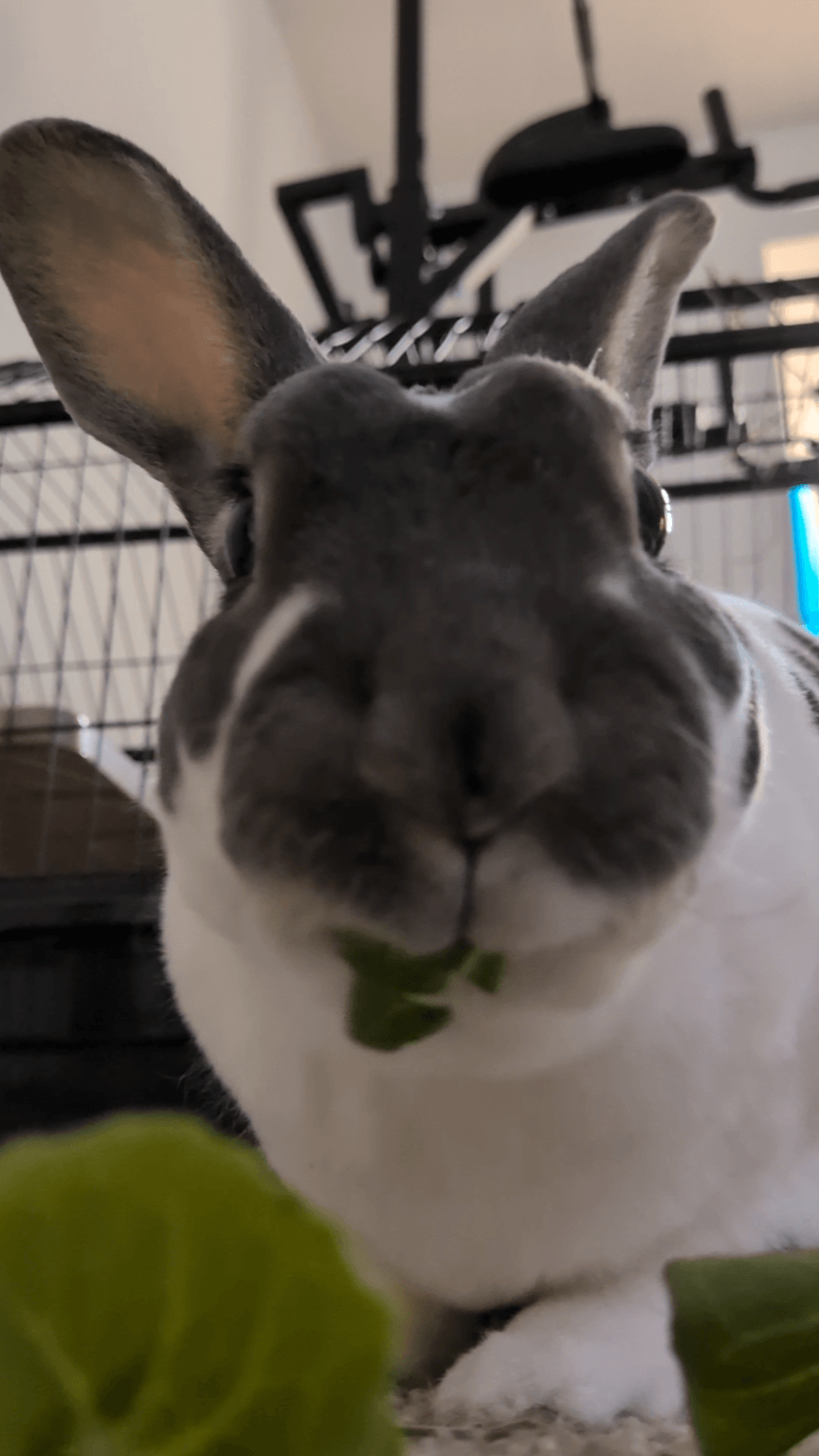 Rex my rabbit